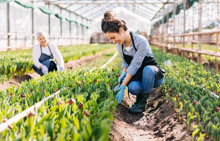 Travailleurs agricoles s'occupant des plantes dans une serre.